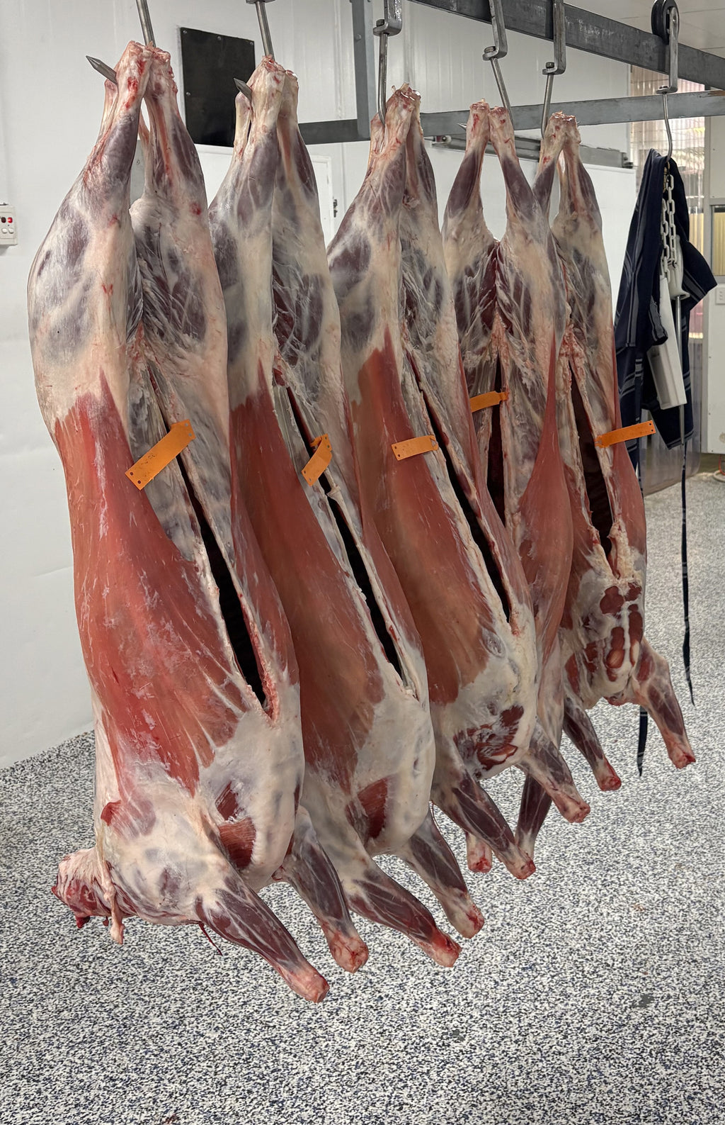 Lamb Share - 1/2