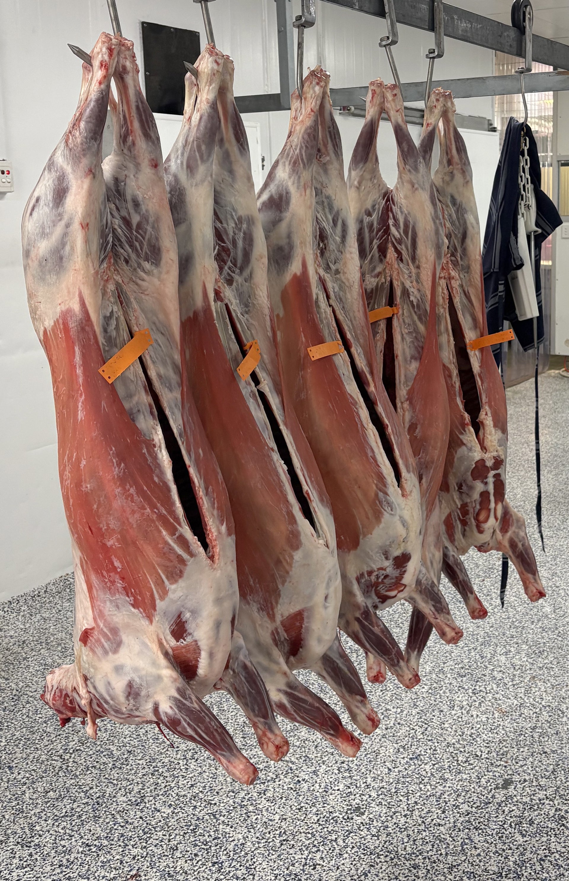 Lamb Share - 1/2